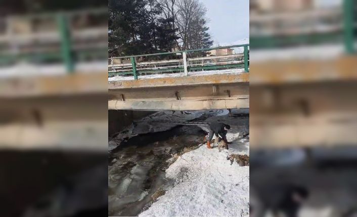 Buz tutan Çoruh Nehri’nde baba ve çocuklarının yürekleri ısıtan köpek kurtarma operasyonu