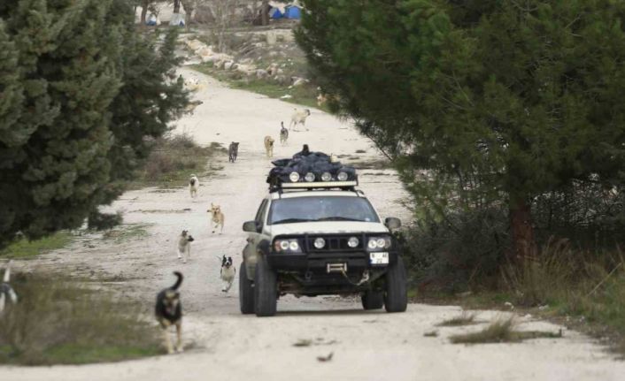 Dağdaki yüzlerce terk edilmiş sokak hayvanı her gün onun yolunu gözlüyor