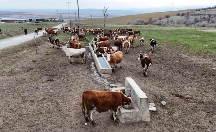 Devlet destekleri ile tarım ve hayvancılık işletmeleri büyüyor: "Hem üretim kapasitemiz hem de kar marjımız arttı"