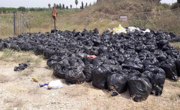 Dökülen ya da ağaçta kalan narenciye Akdeniz Meyve Sineği popülasyonunu artırıyor