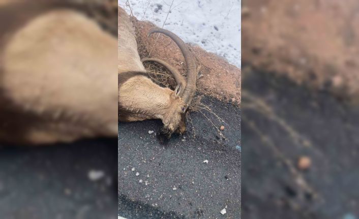 Gümüşhane’de otomobilin çarptığı koruma altındaki yaban keçisi telef oldu