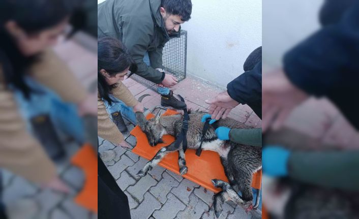 Hakkari’de yaralı dağ keçisi tedavi altına alındı