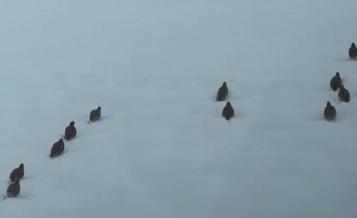 Hayvanlar için doğaya yem bıraktı