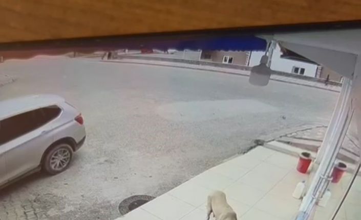 Her gün kaybolan süt bidonunu anne köpeğin aldığı ortaya çıktı