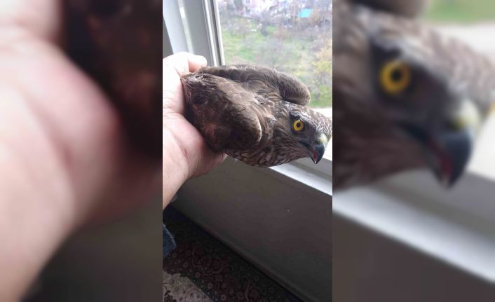 Kanadı kırık atmaca koruma altına alındı