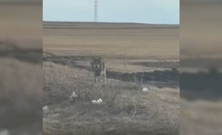 Kars’ta yol kenarına inen kurt kamerada