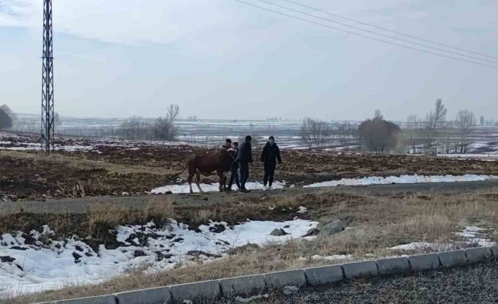 Kazada firar eden inek kendiliğinden geri döndü