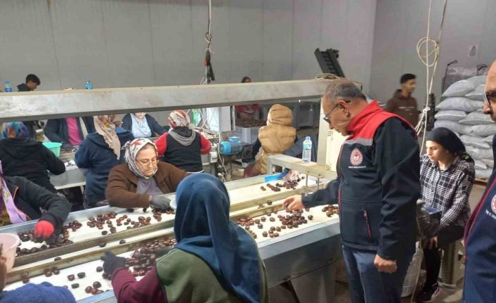 Kestanenin Aydın’dan ihracat yolculuğu başlıyor