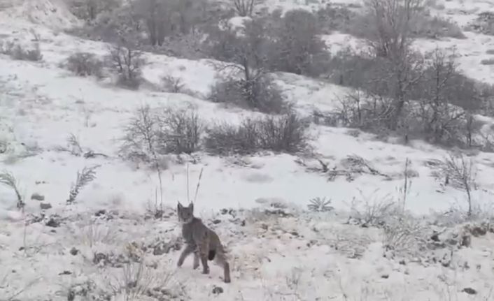 Kırmızı listedeki vaşak Erzincan’da görüntülendi