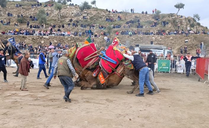Koçarlı’da develer arenaya indi, şampiyonluk için güreşti
