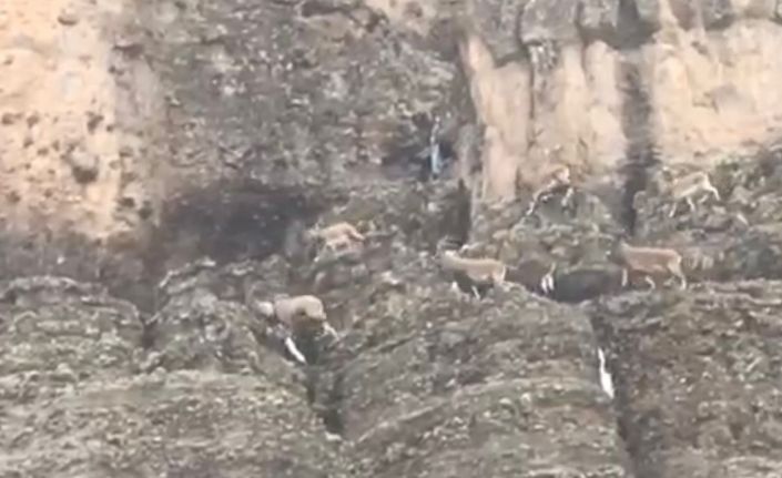 Malatya’da sürü halindeki yaban keçileri görüntülendi