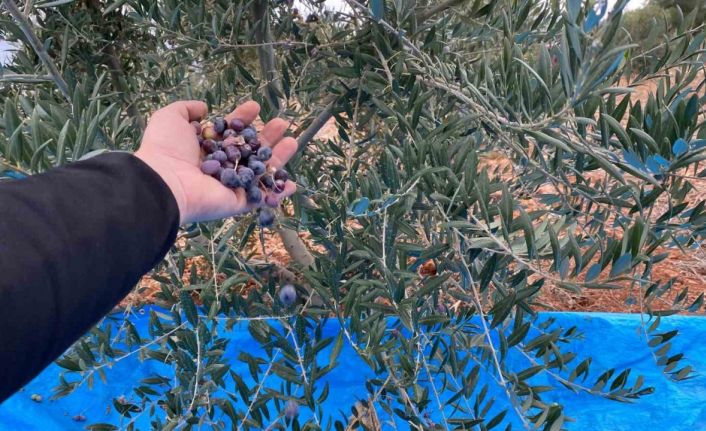 Mayıslar Mahallesi’nde soğuk havaya rağmen 300 kilo zeytin zeytin hasat edildi
