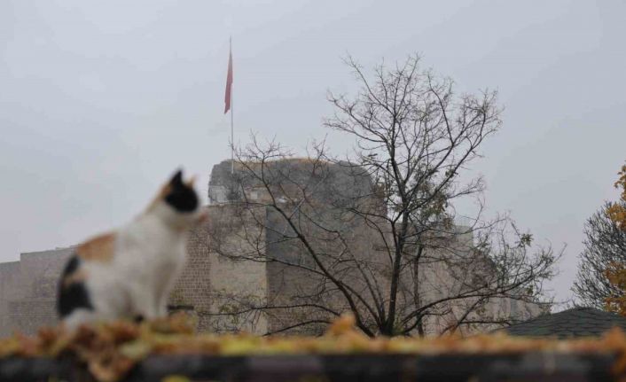 Medeniyetler beşiği Harput’ta ’kedili’ manzaralar