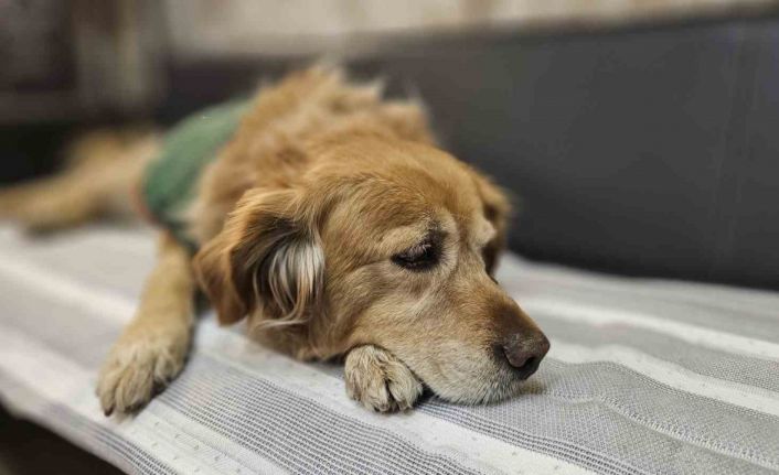 Öğrencilerin peşine takılan Fındık, okulun maskotu oldu