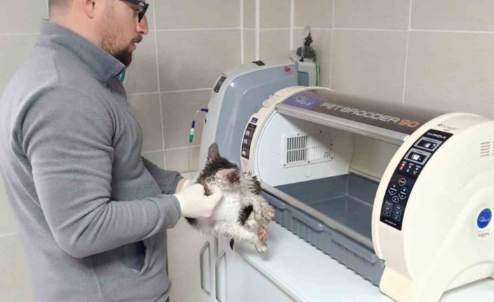 Rize’de dereden kedi kurtarma operasyonu