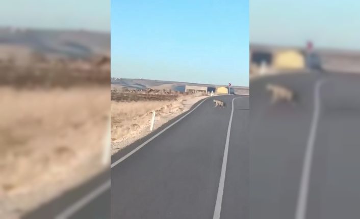 Şanlıurfa’da Anadolu sırtlanı ile yaralı çakal görüldü