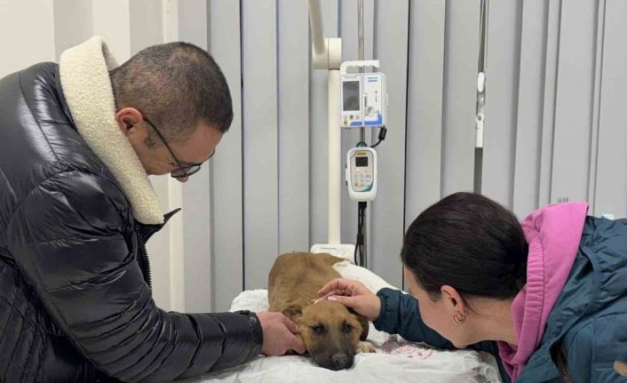 Sokak köpeğine hızlı müdahale gönülleri fethetti: "Büyük bir algımız vardı, bunu kırdılar"