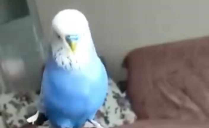 Sübhaneke okuyan muhabbet kuşu görenleri hayrete düşürdü