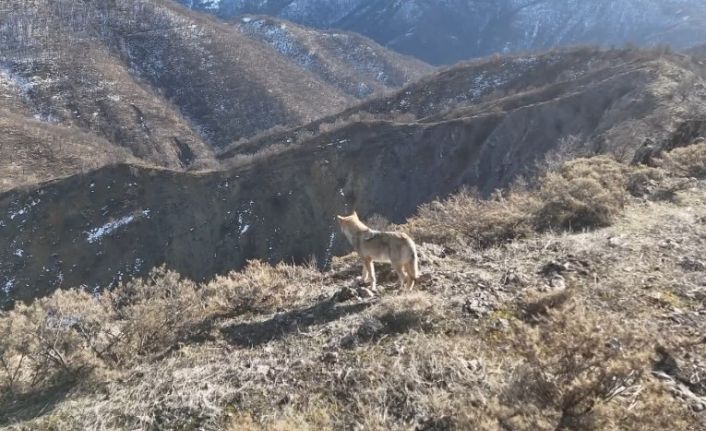 Tunceli Munzur Vadisi’nde yiyecek arayan kurt dron ile görüntülendi