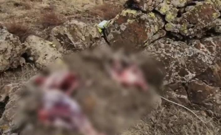 Tunceli’de koruma altındaki 2 yaban keçisini avlayanlara 1 milyon 300 bin lira para cezası