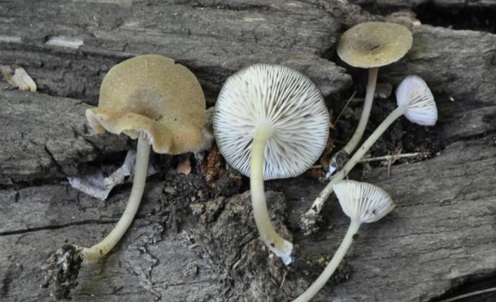 Türkiye’de yetişen ‘Entoloma’ türü 4 yeni mantar keşfedildi