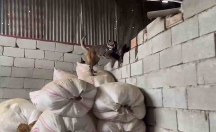 Yılbaşı öncesi 7 adrese eş zamanlı operasyon: Ahırı uyuşturucu üretim merkezi yapmışlar