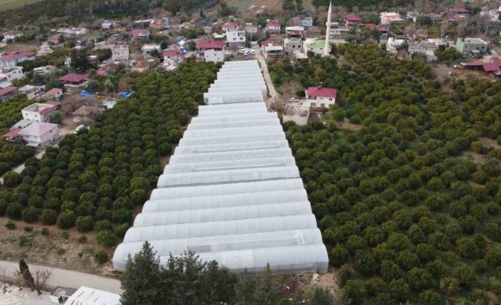 Adana’da mahallede 400 metrekareyle başlayan seracılık 30 dönüme ulaştı