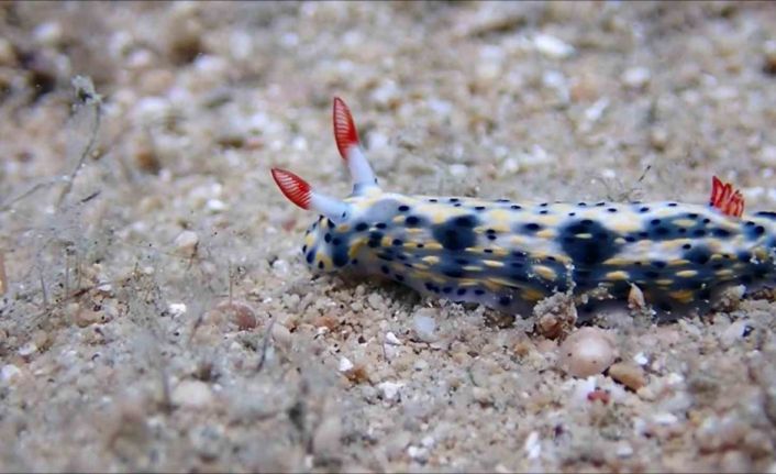 Antalya Körfezi’nde 15 yıl önce görülmüştü, tekrar görüntülendi