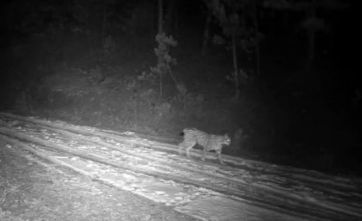 Çankırı’da yaban hayatı fotokapanda