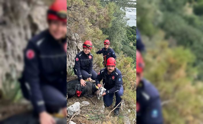 Demre’de 300 metrede 3 gündür mahsur kalan keçi operasyonla kurtarıldı