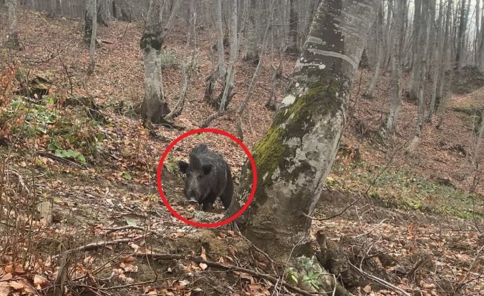 Domuz avında korku dolu anlar