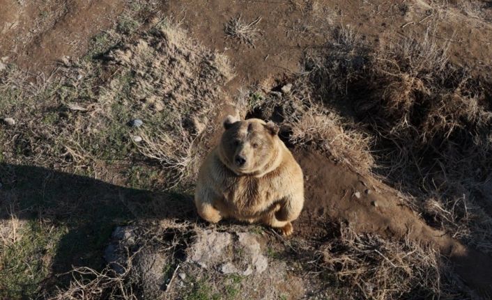 Dron gören ayının sevimli halleri tebessüm ettirdi