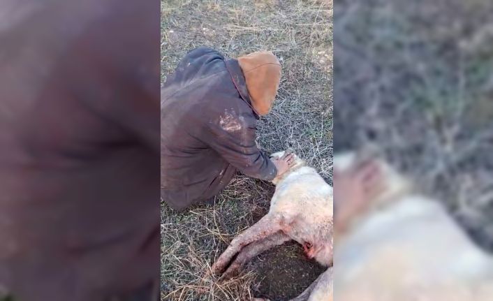 Elazığ’da kangal köpeği tüfekle vurularak öldürüldü