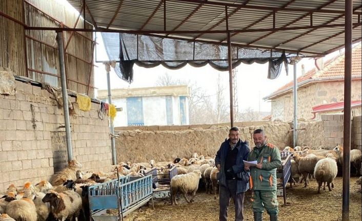 Ereğli’de küçükbaş hayvanlara şap aşısı