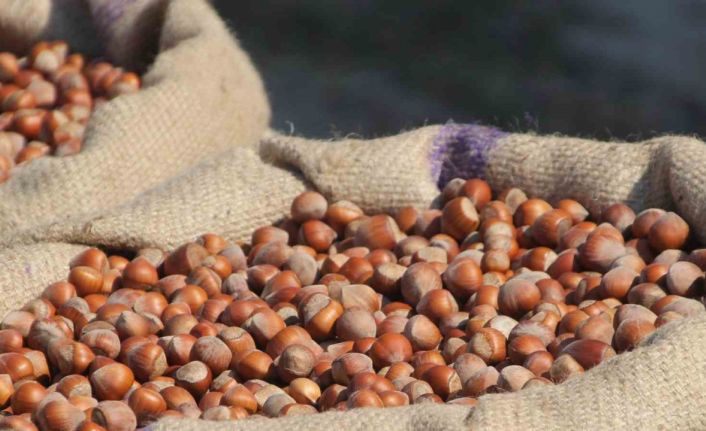 Fındık fiyatlarında artış beklentisi