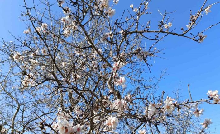 Gazipaşa’da badem ağaçları "yalancı bahar"a aldandı