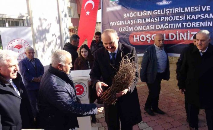 Gercüş’te çiftçilere Amerikan asma fidesi dağıtıldı