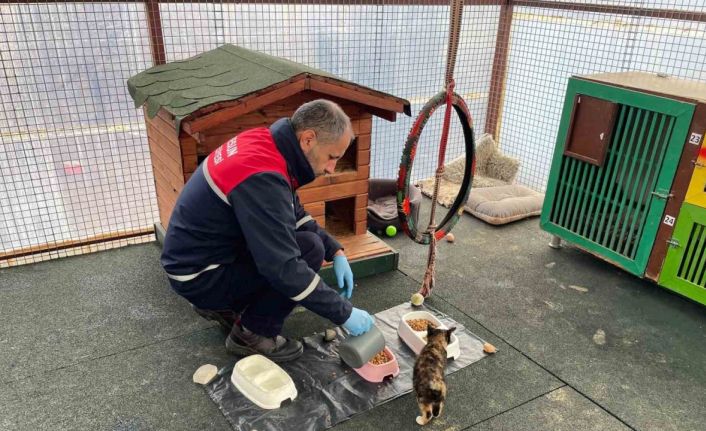 Giresun Belediyesi şehirdeki yemek atıklarını sokak hayvanları için mamaya dönüştürüyor