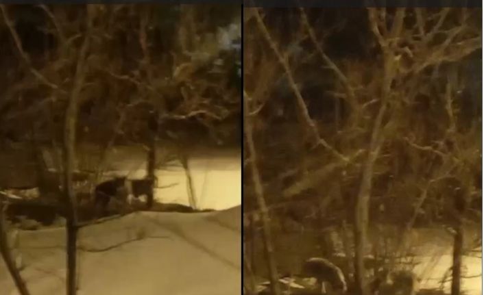 Hakkari’de kurt sürüsü görüntülendi