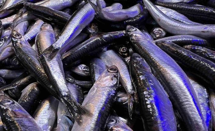 Hamsi sezonu bitti, bitiyor