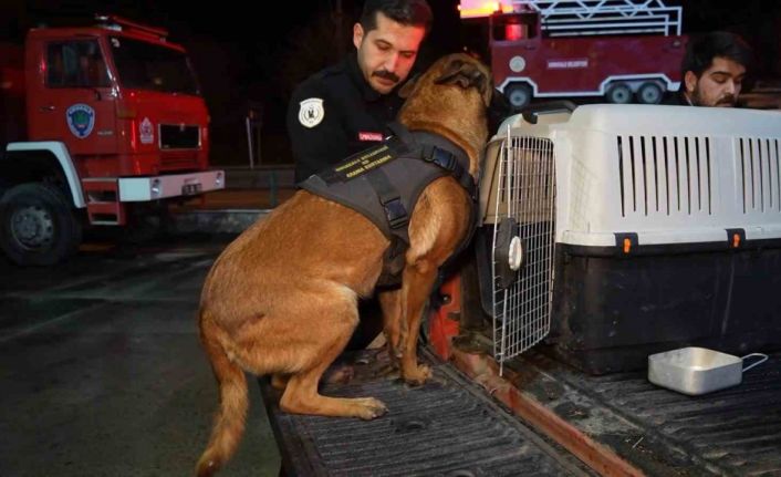 Hassas burunlu köpekler arama-kurtarma çalışmaları için Konya’ya hareket etti