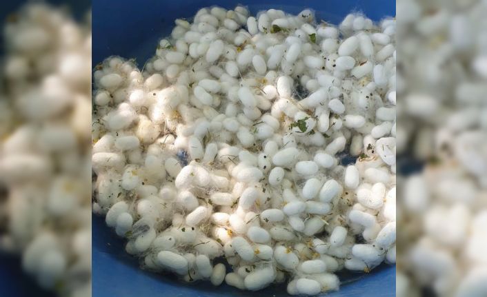 Hilvan’da ipek böcekçiliğinde hedef 1 ton koza