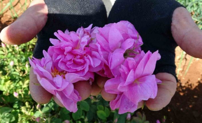 Isparta’nın gül yağı kozmetik sektöründe parlıyor: 2024’te 50 milyon Euro ihracat