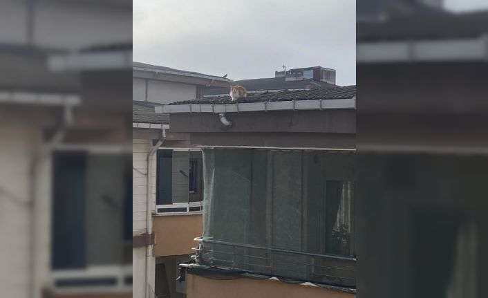 İtfaiye ekibinin kedi kurtarma mesaisi