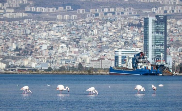 İzmir Körfezi’nde temizlik sonrası doğa canlandı, flamingolar ve pelikanlar geri döndü