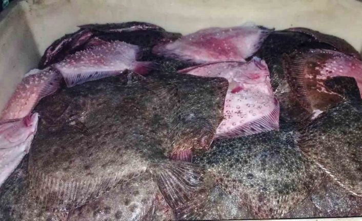 Kaçak kalkan balığı avcılığına operasyon: 3 bin 620 kilo kalkan balığı ele geçirildi