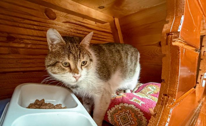 Kış günlerinde kediler için sıcak yuva