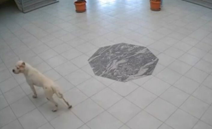 Kosova’da okula giren köpek öğrencilere saldırdı: 4 yaralı