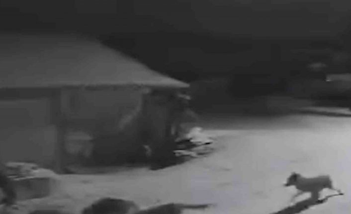 Köye inen kurtlar inek ve köpeği telef etti