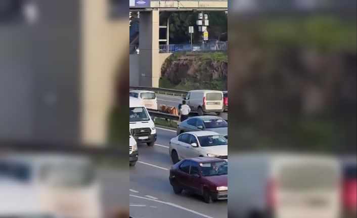 Maltepe’de E5’te sahibinden kaçan büyükbaş hayvanı kovalama anları kamerada